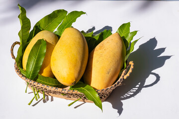 Yellow Mango, Barracuda mango, is placed on the mango leaves in a woven basket.
