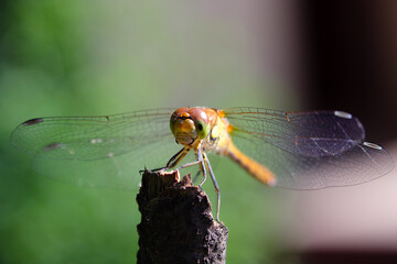 Dragon fly resting