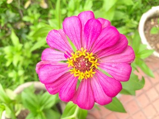 Fototapeta premium Zinnia flower in the garden. It&nbsp;is a&nbsp;genus&nbsp;of plants of the&nbsp;sunflower tribe&nbsp;within the&nbsp;daisy family. It is an annual plant. Zinnias may be white, chartreuse, yellow, orange, red,purple, or lilac. 