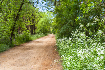 Way Through the Woods / Wild chervil plant at straight unpaved road through forest (copy space)