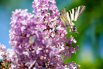 Butterfly pollination in spring time