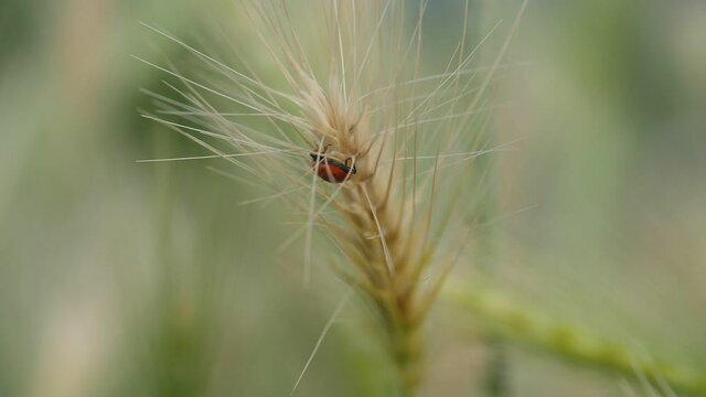 ears of wheat with a ladybird special guest today and love of the universe to all creatures on mother earth Marienk&auml;fer auf einem Weizenhalm spiel des lebens