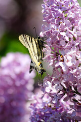 Butterfly pollination in spring time