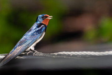 Swallow bird on the wire