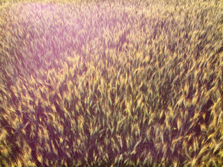 spikelets of barley on the field and a bright glare of the sun in the frame