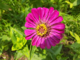 Fototapeta premium Zinnia flower in the garden. It&nbsp;is a&nbsp;genus&nbsp;of plants of the&nbsp;sunflower tribe&nbsp;within the&nbsp;daisy family. It is an annual plant. Zinnias may be white, chartreuse, yellow, orange, red,purple, or lilac. 