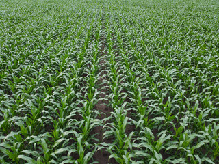 Corn field. Rows of green corn on top.