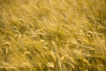 Ripe wheat at sunset. Landscape.