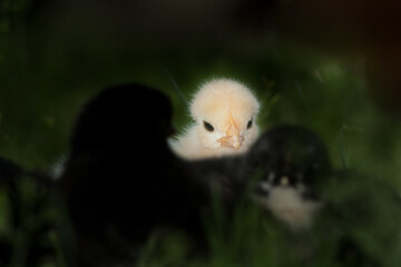 Adorable chicken in the green grass