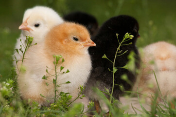 Chicken in the grass of spring time