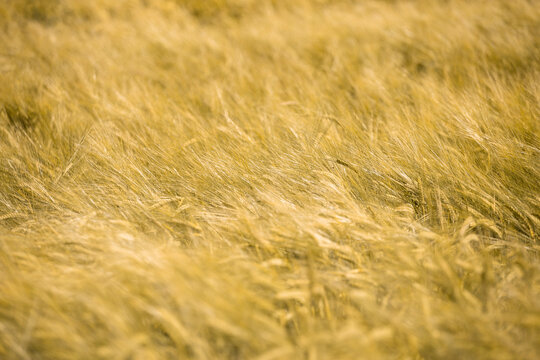 Ripe wheat at sunset. Landscape.