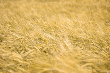 Ripe wheat at sunset. Landscape.