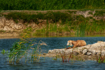 Goats of Danube Delta, Romania