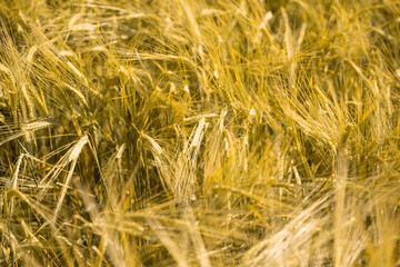 Ripe wheat at sunset. Landscape.