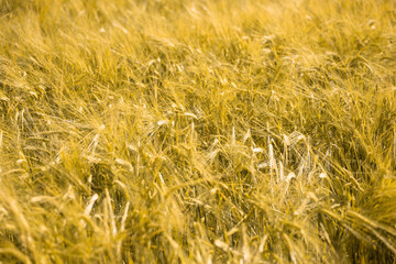 Ripe wheat at sunset. Landscape.
