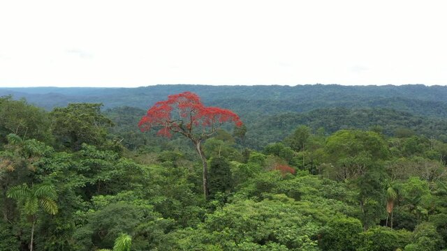 Drone shot, flying towards a large tree named ceibo that is flowering and full with red flowers and higher than the surrounding trees in the tropical rainforest
