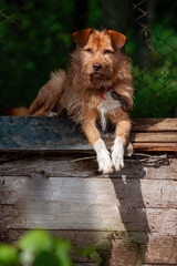 Dog resting in the back yard cage