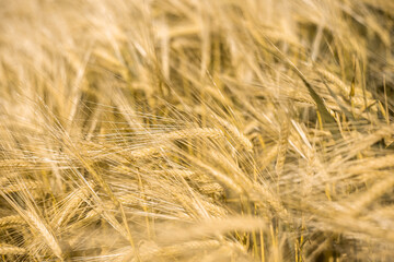 Ripe wheat at sunset. Landscape.