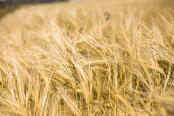 Ripe wheat at sunset. Landscape.