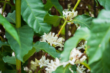 White coffee flowers in green leaves tree plantation close up