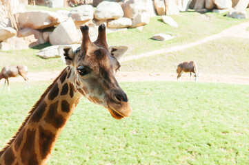 African Giraffe in Valencia Bioparc zoo, Spain