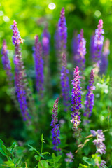 Purple sage flowers in the garden.