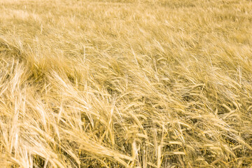 Ripe wheat at sunset. Landscape.