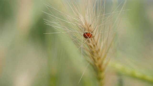 ears of wheat with a ladybird special guest today and love of the universe to all creatures on mother earth Marienk&auml;fer auf einem Weizenhalm spiel des lebens