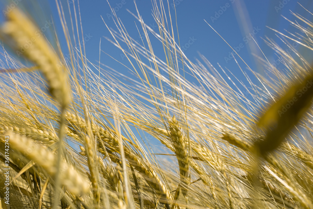 Wall mural ripe wheat at sunset. landscape.