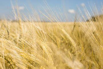 Ripe wheat at sunset. Landscape.