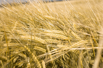 Ripe wheat at sunset. Landscape.