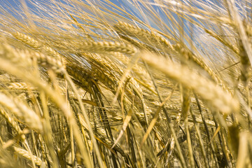Ripe wheat at sunset. Landscape.