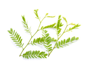Freshness green leaves of young tamarind plant on white background isolated .The evergreen leaves are alternately arranged and pinnately lobed. The leaves are bright green. Sensitive focus background