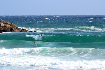 Dance of waves with seagulls