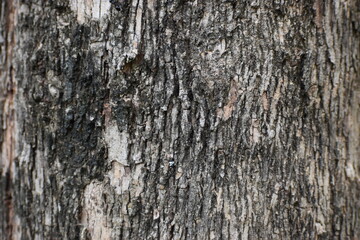 old wood texture