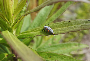 Larva of ladybug is taking feces on a green leaf. Back shot.