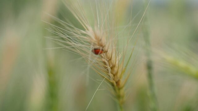 ears of wheat with a ladybird special guest today and love of the universe to all creatures on mother earth Marienk&auml;fer auf einem Weizenhalm spiel des lebens