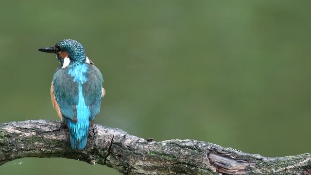 Common kingfisher (Alcedo atthis) female diving twice in water from branch over pond and preening feathers