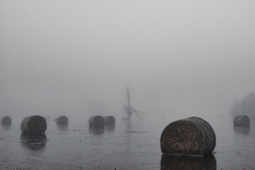 hay rolls in water and morning fog