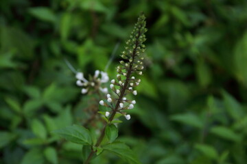 Branch of Kidney Tea Plant's buds and blur green leaves background, Thailand. Another name is Cat's whiskers, Java tea.