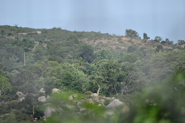 mountain landscape with trees