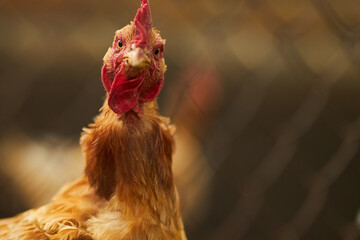 Portrait of a chicken with a surprised face. A hen. Agriculture.