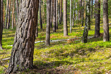 Obraz premium Forest landscape in the summer