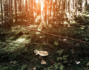 Mushrooms in the autumn forest . Beautiful forest landscape in mountains. Lifestyle wanderlust adventure. Travel background, toning