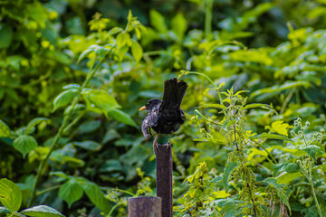 Starling bird on a wild nature background