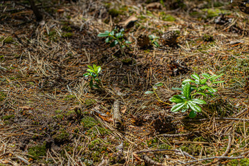 Forest litter with small plants