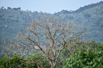 trees in the mountains