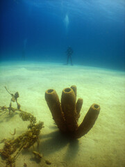 Fototapeta premium underwater scuba diver caribbean sea Curacao
