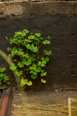 Clover grows against a black wall. Clover. Clover for good luck.