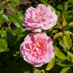  pink Rose Youre Beautiful